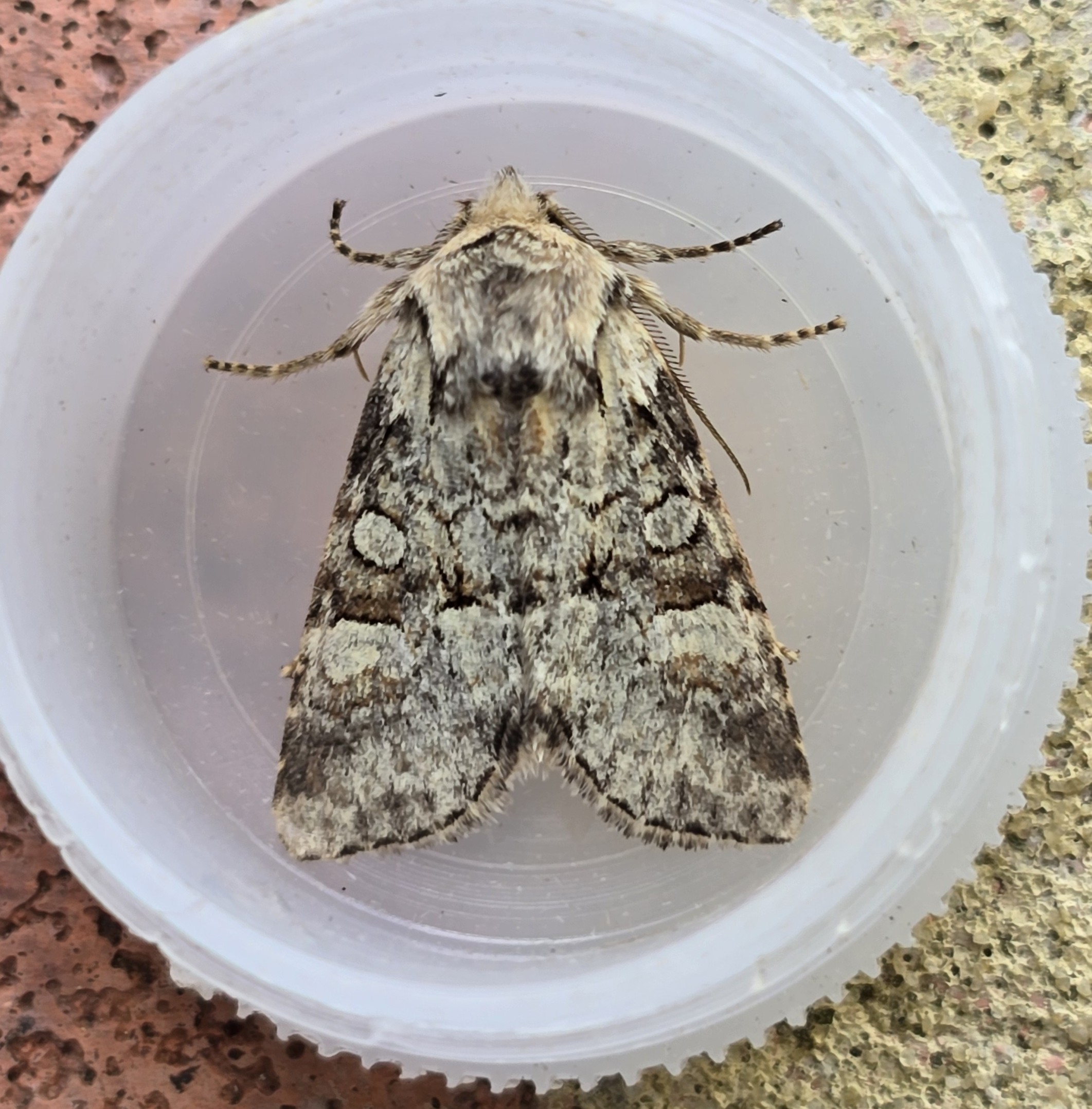 Photo of Minor Shoulder-knot (Brachylomia viminalis)